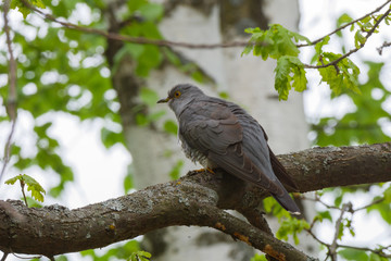 Common Cuckoo (Cuculus canorus).