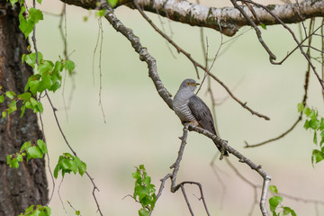 Common Cuckoo (Cuculus canorus).