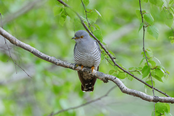 Common Cuckoo (Cuculus canorus).