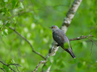 Common Cuckoo (Cuculus canorus).