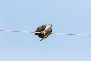 Common Cuckoo (Cuculus canorus).