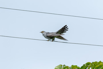 Common Cuckoo (Cuculus canorus).