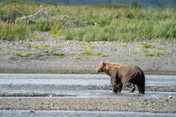 Alaskan coastal brown bear (grizzly) walks along the river at Katmai National Park