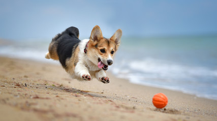 corgi dog on beach © Мария Давыдова