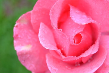 pink rose with water drops