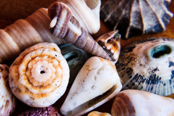 Macro shot of seashells