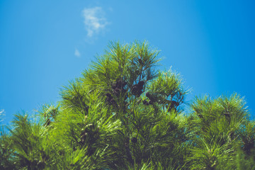 Flora of coniferous forests