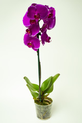 lilac orchid on white background.