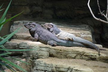 pair lizard zoo