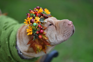 dog with a bouquet of flowers
