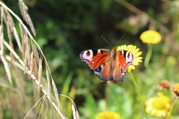 Beautiful, bright butterfly sitting on a yellow flower on a colorful meadow.