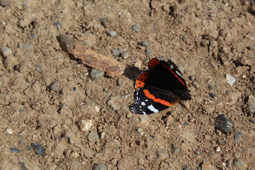 Beautiful, bright butterfly sitting on the ground among the sand and stones.