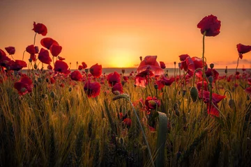 Photo sur Plexiglas Coquelicots Beaux coquelicots dans un champ de blé au lever du soleil