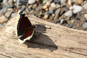Beautiful brown butterfly on a wooden Board on the shore with sand and gravel.