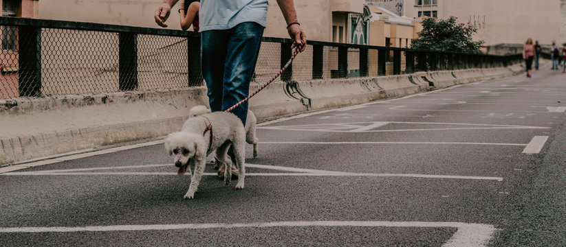 Dogs - Puppys