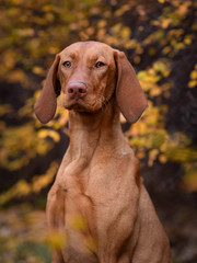dog in the  autumn park