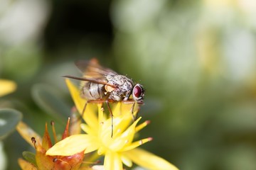 The flower fly Helina impuncta.