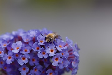 Plasterer bee (Colletes sp.) on a flower