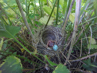 Acrocephalus palustris. The nest of the Marsh Warbler in nature. Common Cuckoo