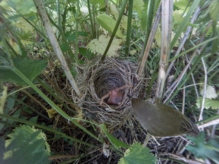 Acrocephalus palustris. The nest of the Marsh Warbler in nature. Common Cuckoo