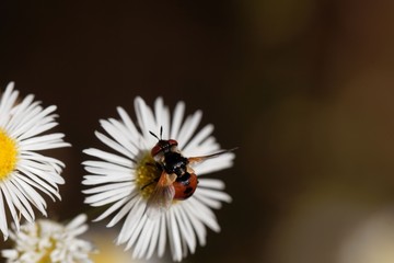 The tachinid fly Phasia hemiptera on a  flower.