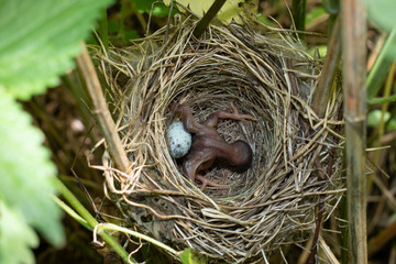 Acrocephalus palustris. The nest of the Marsh Warbler in nature. Common Cuckoo