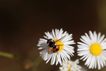 The tachinid fly Phasia hemiptera on a  flower.