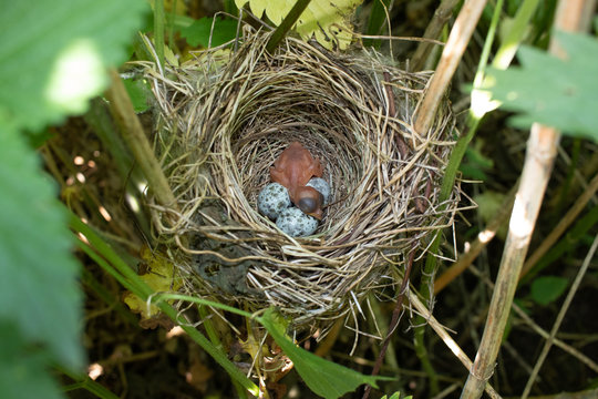 Acrocephalus palustris. The nest of the Marsh Warbler in nature. Common Cuckoo
