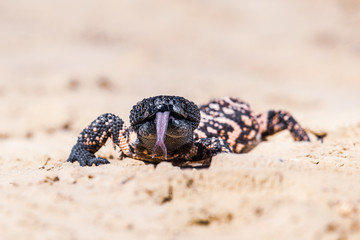 Lizard Gila Monster( Heloderma suspectum)