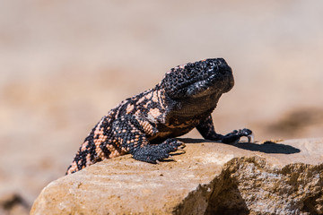 Lizard Gila Monster( Heloderma suspectum)