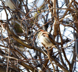 Sparrow on the bush