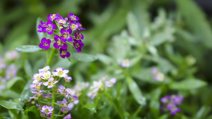 Macro of tiny Sweet Alyssum flowers in full bloom. Also known as Lobularia maritima, Alyssum maritimum or sweet alison.