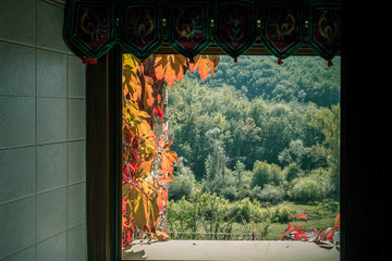Views of the forest from the other side of the window