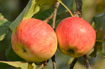Apples 