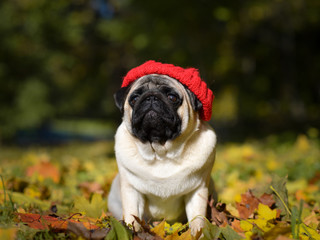 pug in the garden