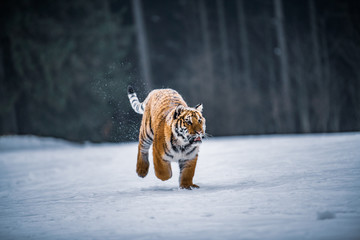 Siberian Tiger in the snow (Panthera tigris)