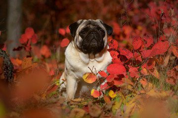 pug in the garden