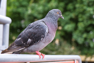 pigeon sitting on the railing near the store