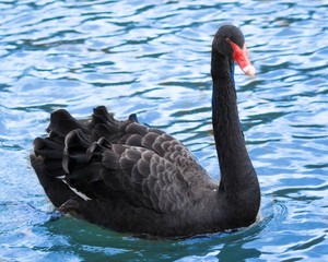 Black Swan Swimming on the river
