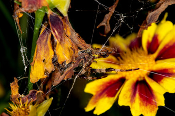 Spider waiting for prey