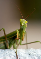 European mantis or Mantis religiosa portrait