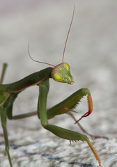 European mantis or Mantis religiosa 1