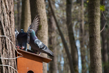 Pigeons on the bird feeder