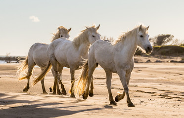 White Camargue horses are walking along the sand. Parc Regional de Camargue. France. Provence. 