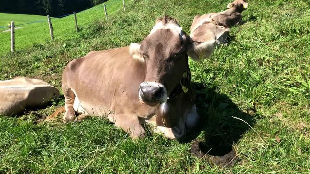 Swiss Brown milk cows in a pasture on Pfaender Mountain