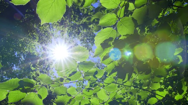 Inside the Woods. Sun Glimmering through the tree crones Shining fresh green forest flora leaves and trees