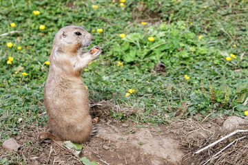 Naklejka na ściany i meble Single black-tailed prairie dog (cynomys ludovicianus) standing upright eating while watching out for danger