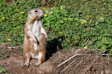 Single black-tailed prairie dog (cynomys ludovicianus) standing upright and watching out for danger