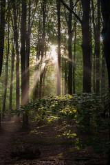 Fototapeta premium Foggy morning in a swamp forest with beautiful sunlight