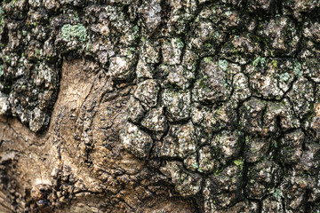 The gray texture bark of the old tree with a lichen as an original natural texture for the background. Nature concept for design